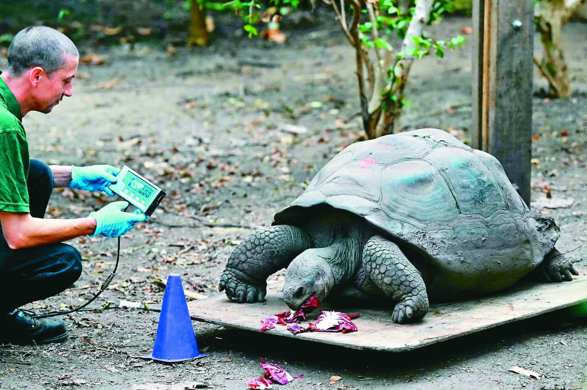 飼育員出奇招 動物們乖乖稱重