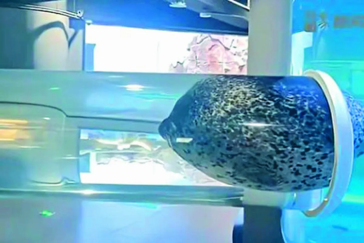 海豹吃太胖 卡在水族箱連接管