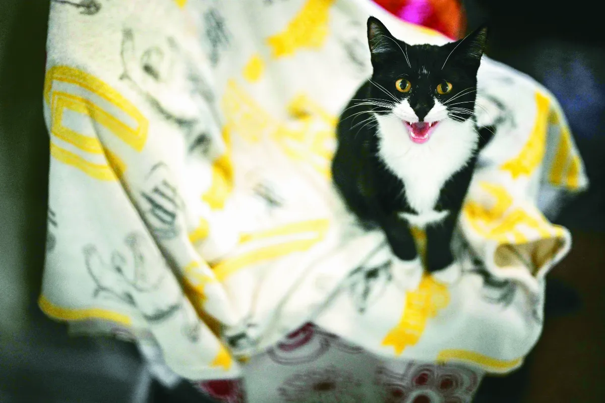 貓比狗長壽 腦容量大小是關鍵 