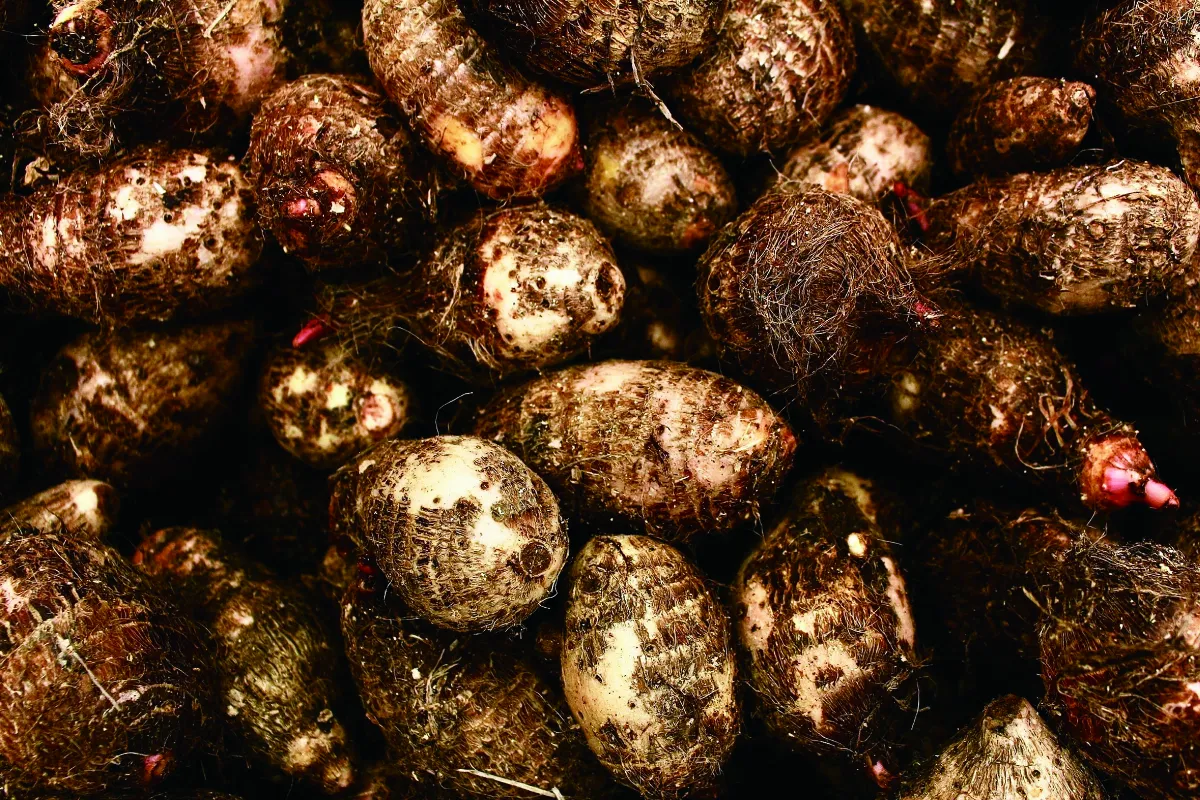 【時食有味】遇見一顆芋