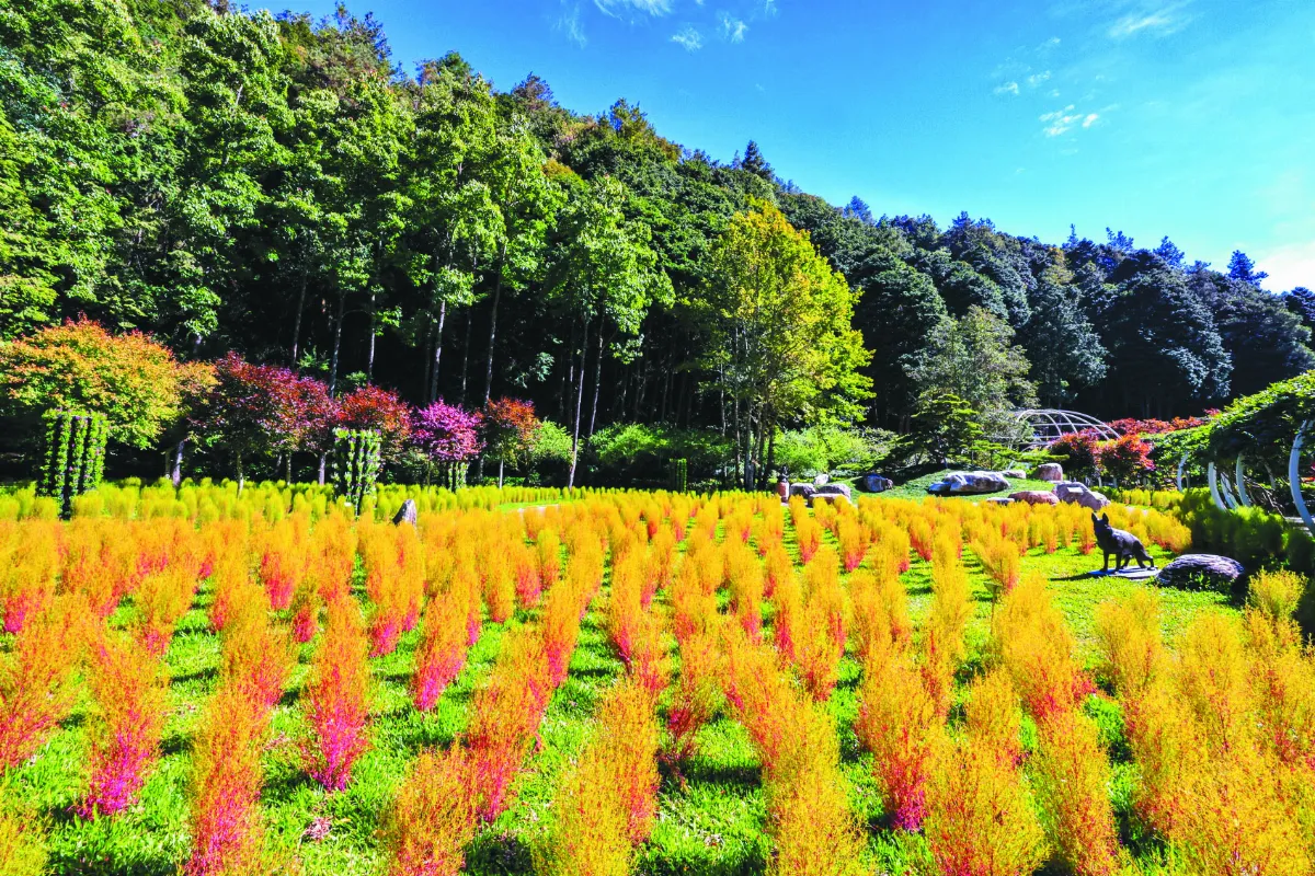 到杉林溪 賞波波草地景