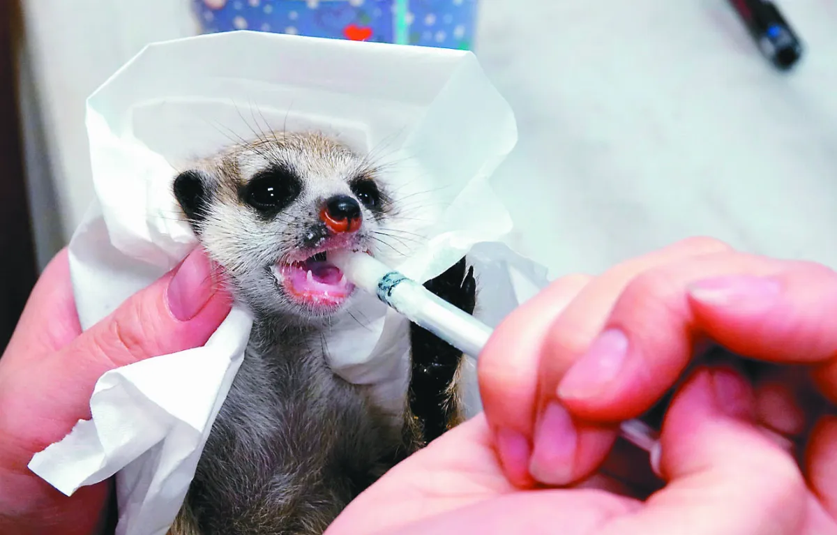 農業部明召開寵物分級會議 動團：狐獴應禁止飼養