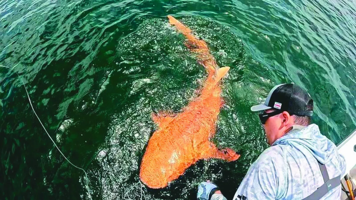 罕見亮橘色沙魚 似放大版錦鯉