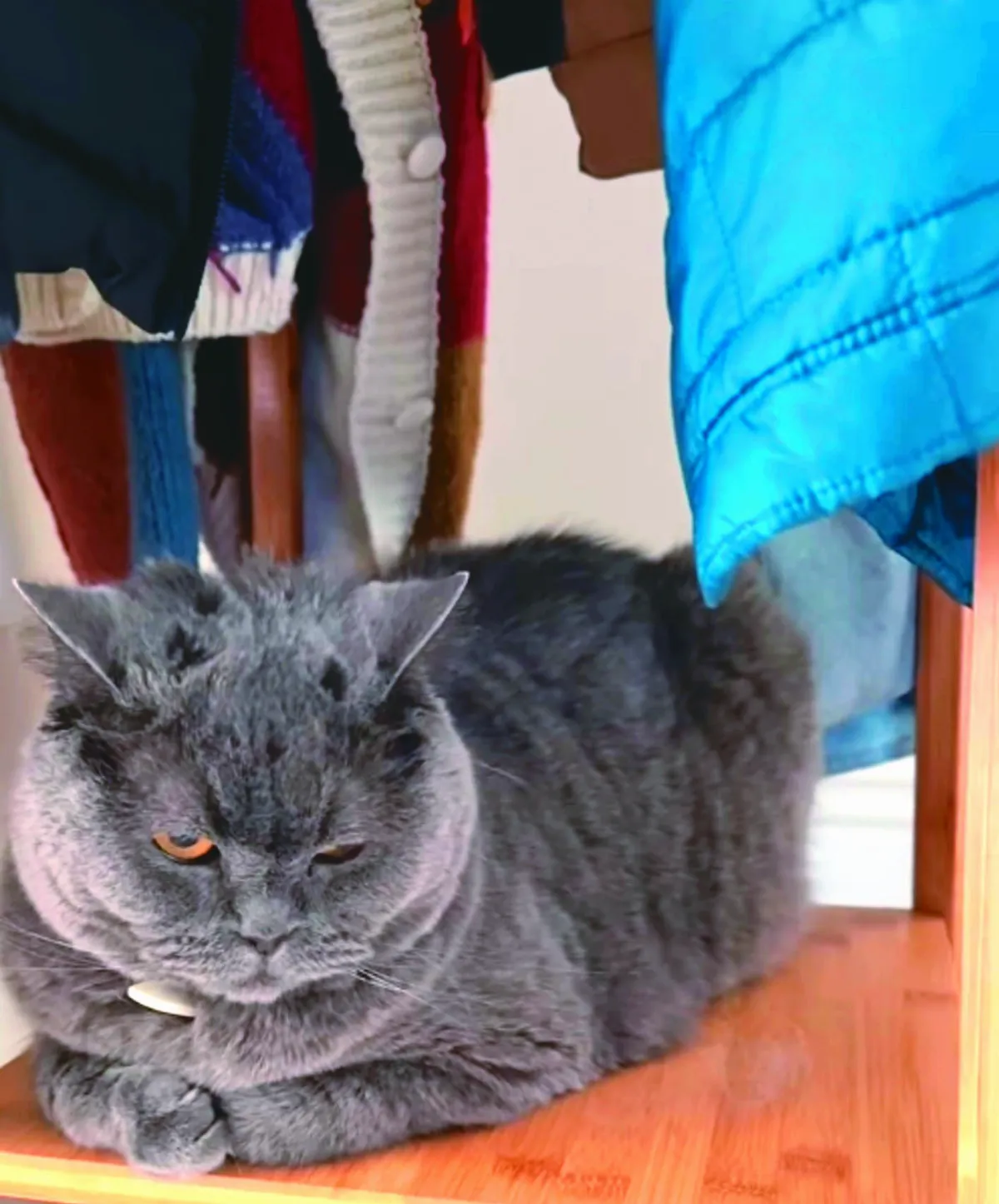 學貓兄弟 邊牧一起「折手手趴坐」