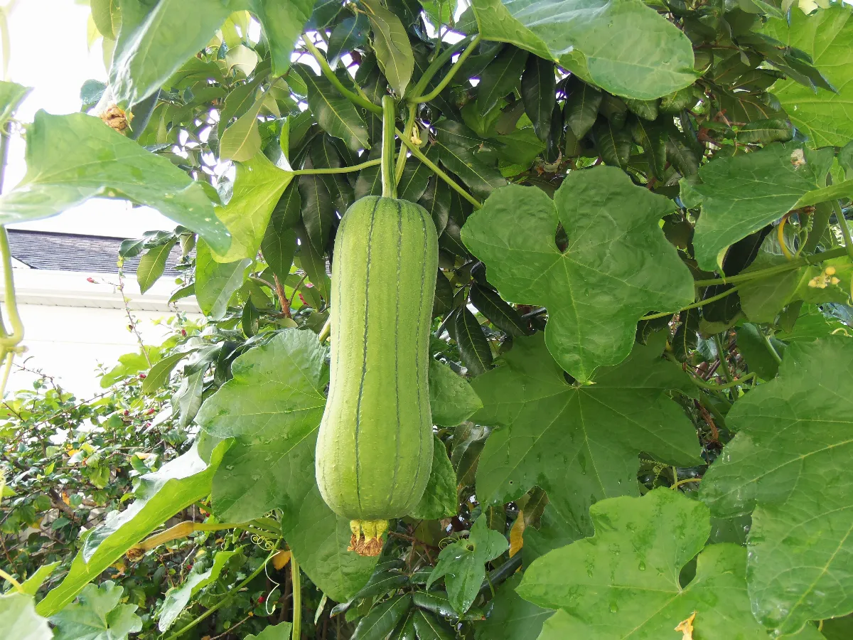 【詩】大雨菜蔬記──給素真老師的園子寫一首即席短詩