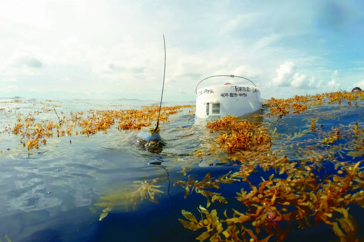 甲殼裝衛星定位 海龜失落歲月解謎