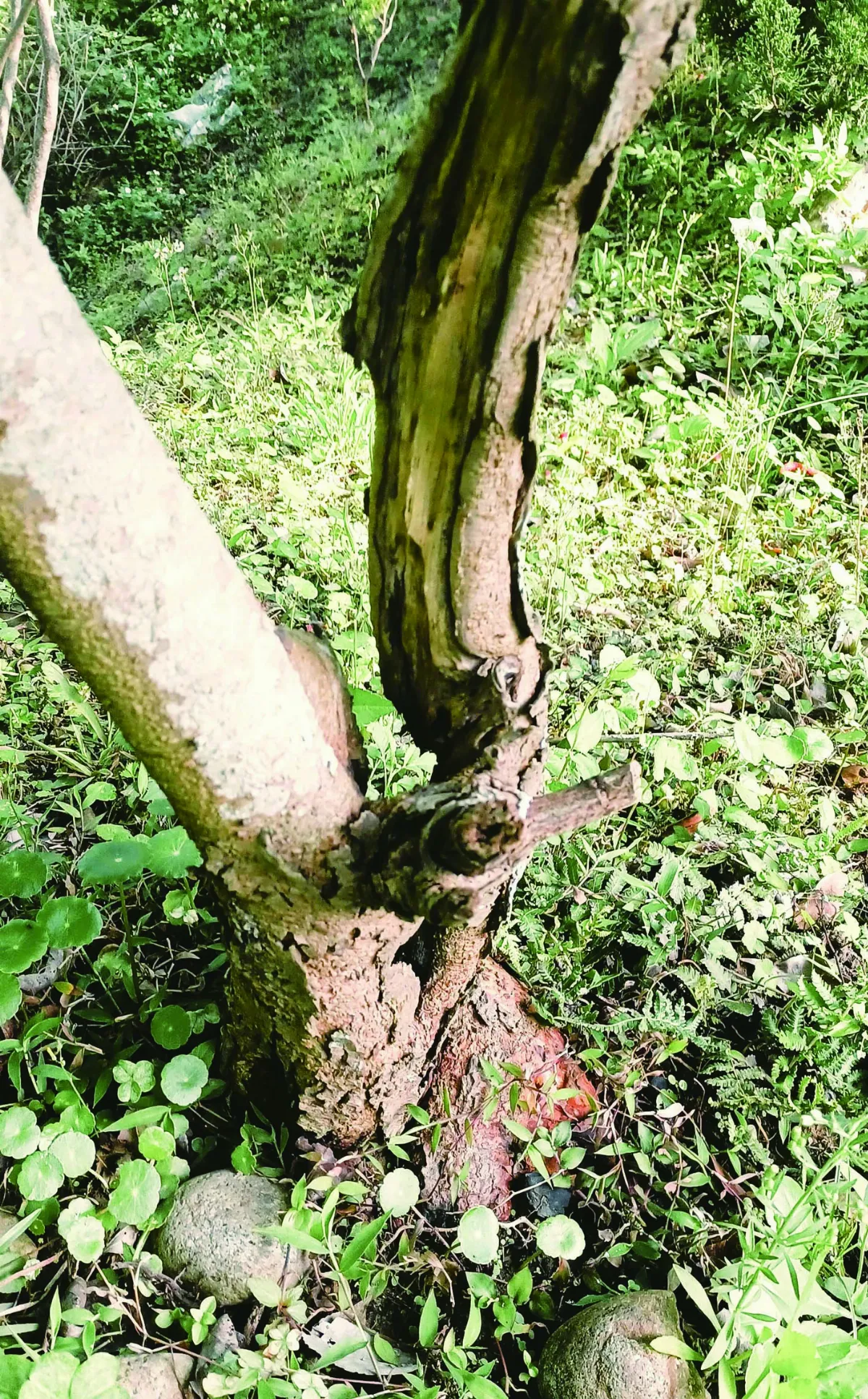 【純植生活】甜蜜長果桑 化身毛毛蟲的驚喜