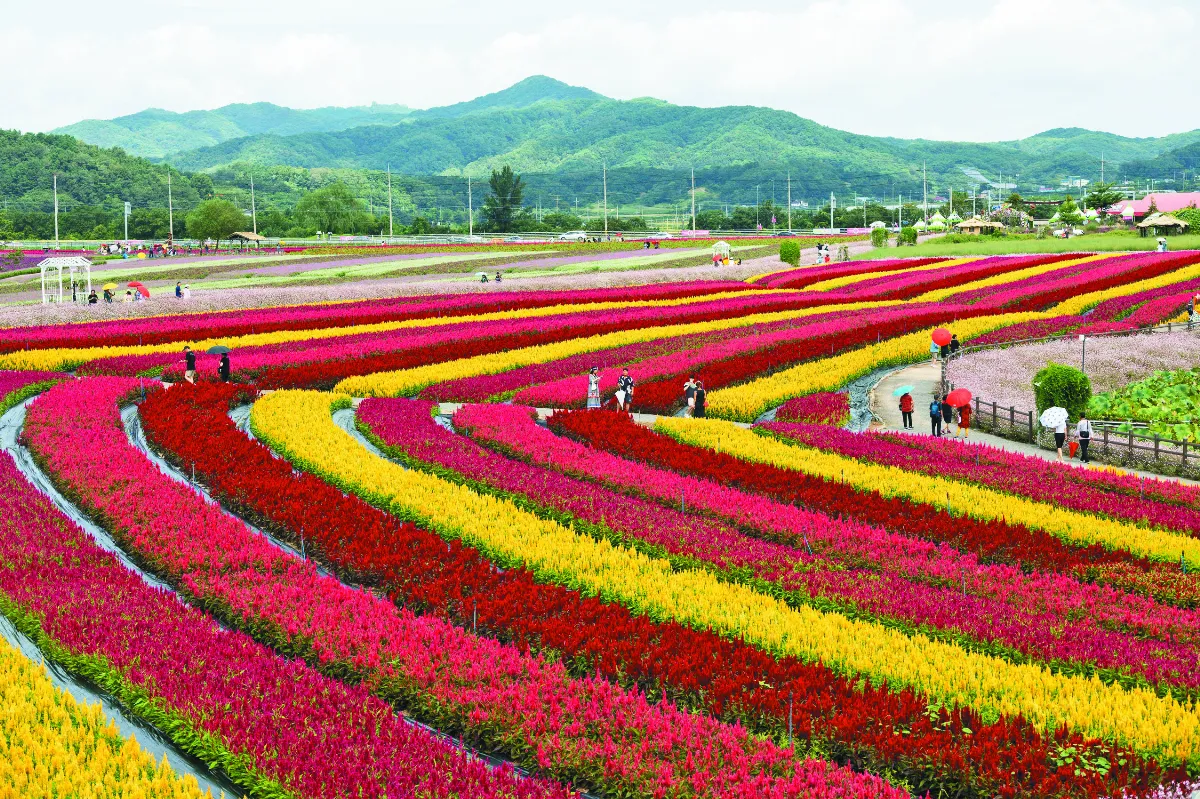 園藝鮮花爭豔