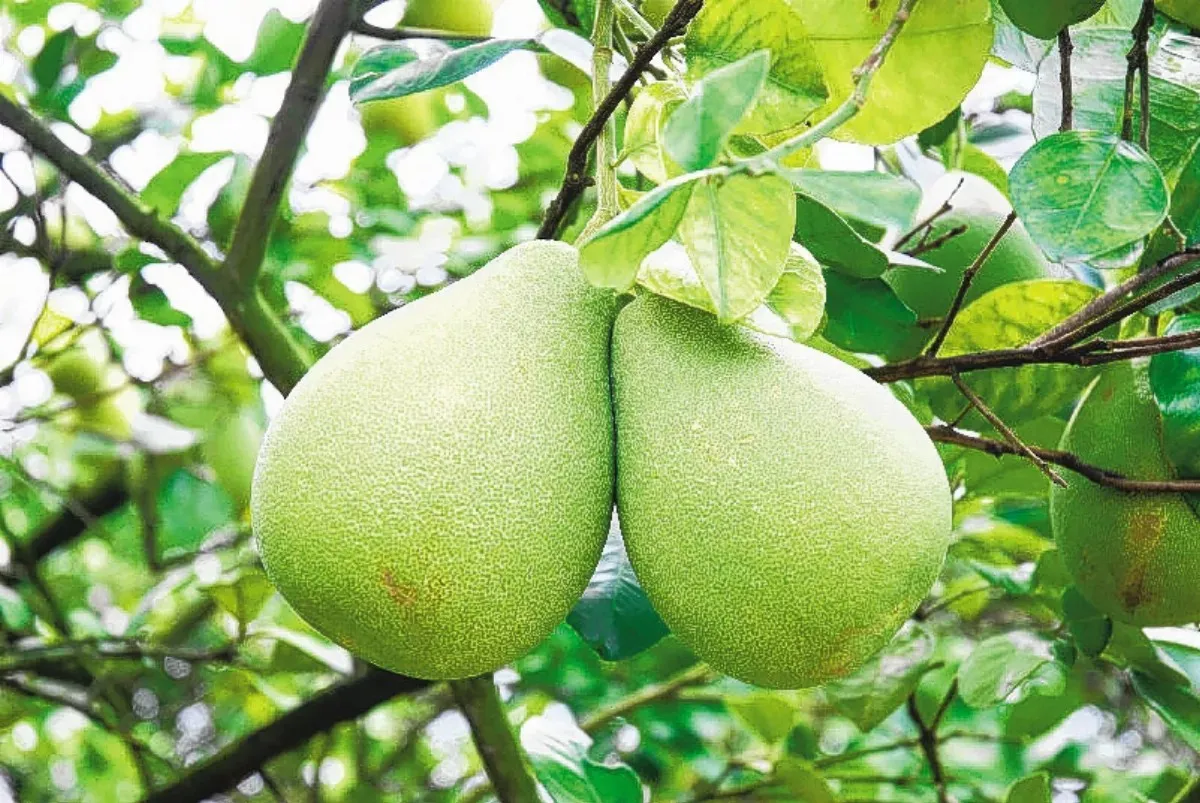 柚子挑果皮光滑有沉重感 「辭水」7天後口感更佳