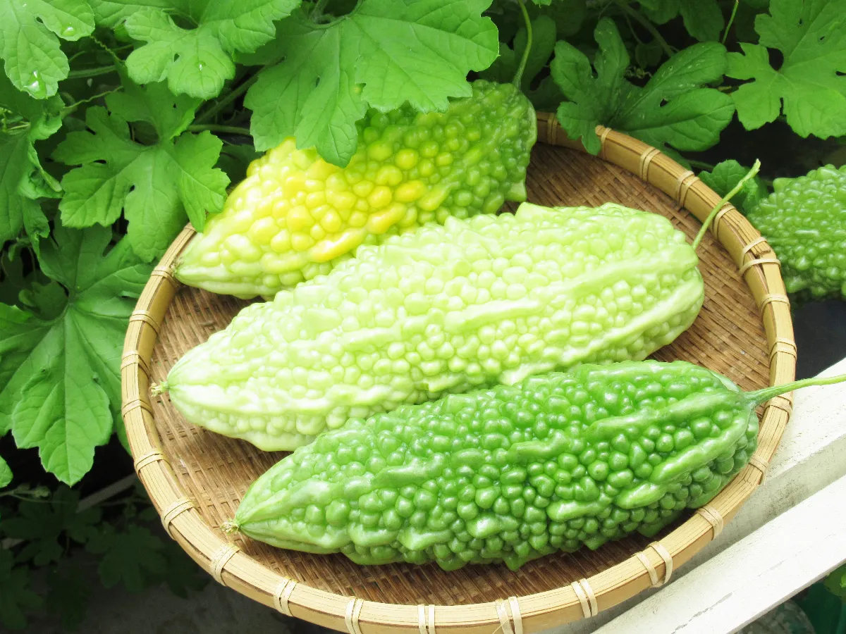 苦瓜種類多 營養價值豐富