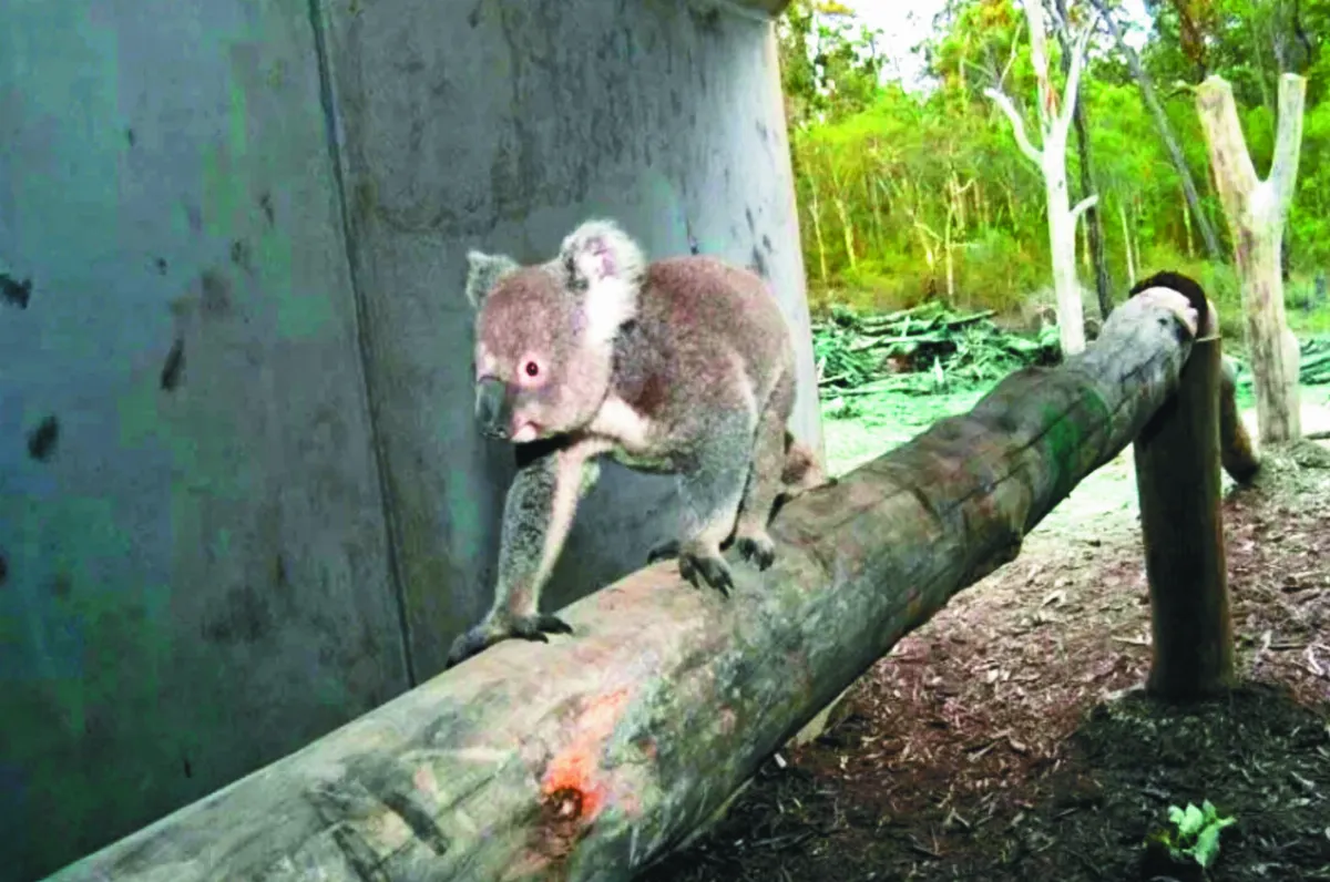 為動物開路 人與自然共生