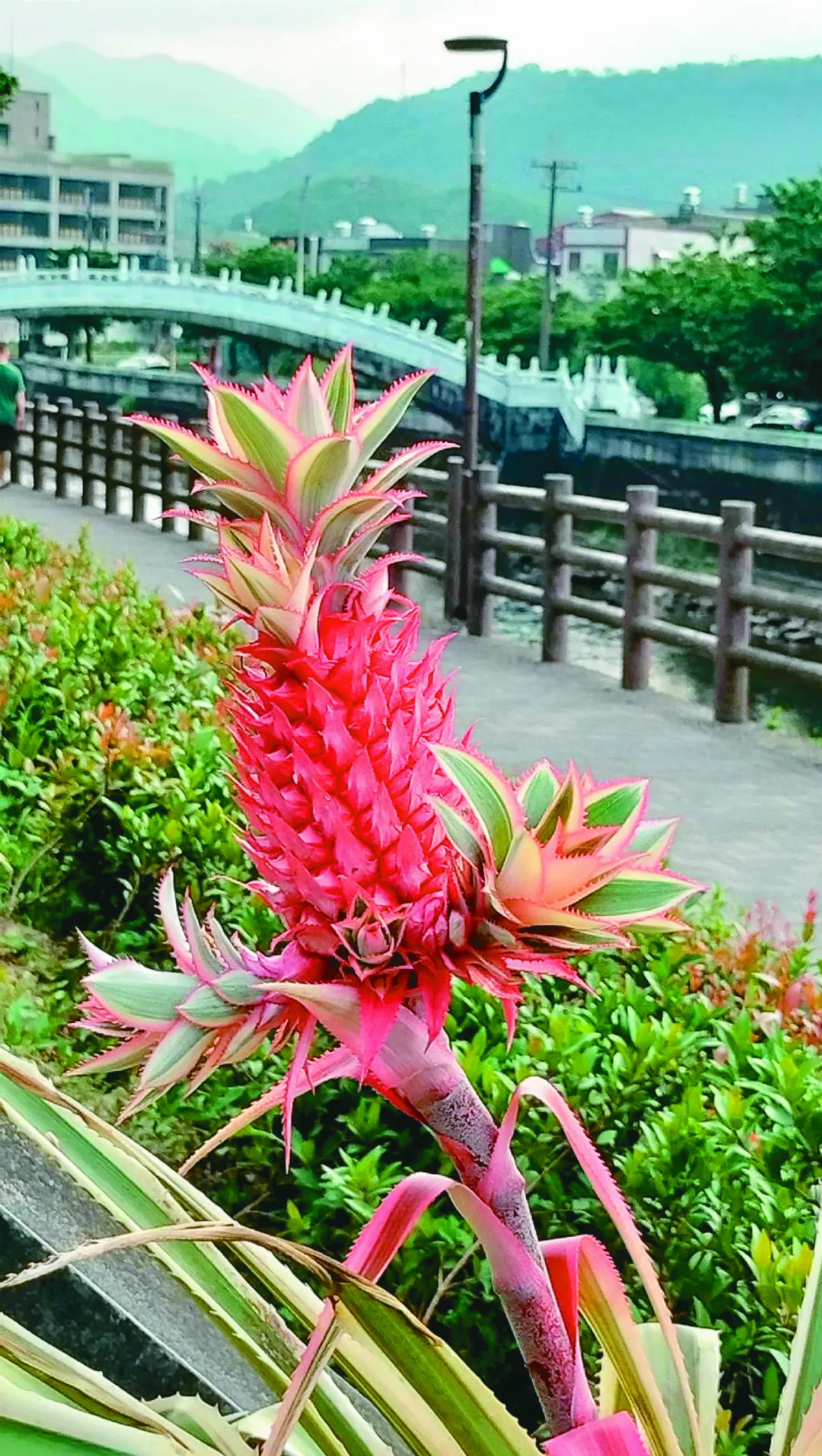【生活快門】驚鴻一瞥