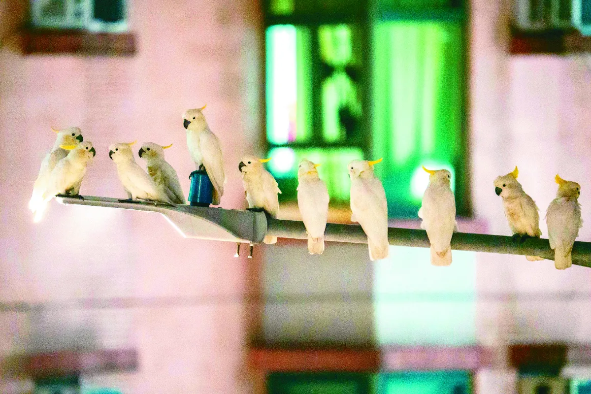護鳳頭鸚鵡 香港科學家幫築巢