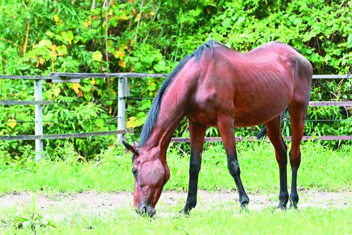 傳奇賽馬春麗過世 113連敗圈粉無數