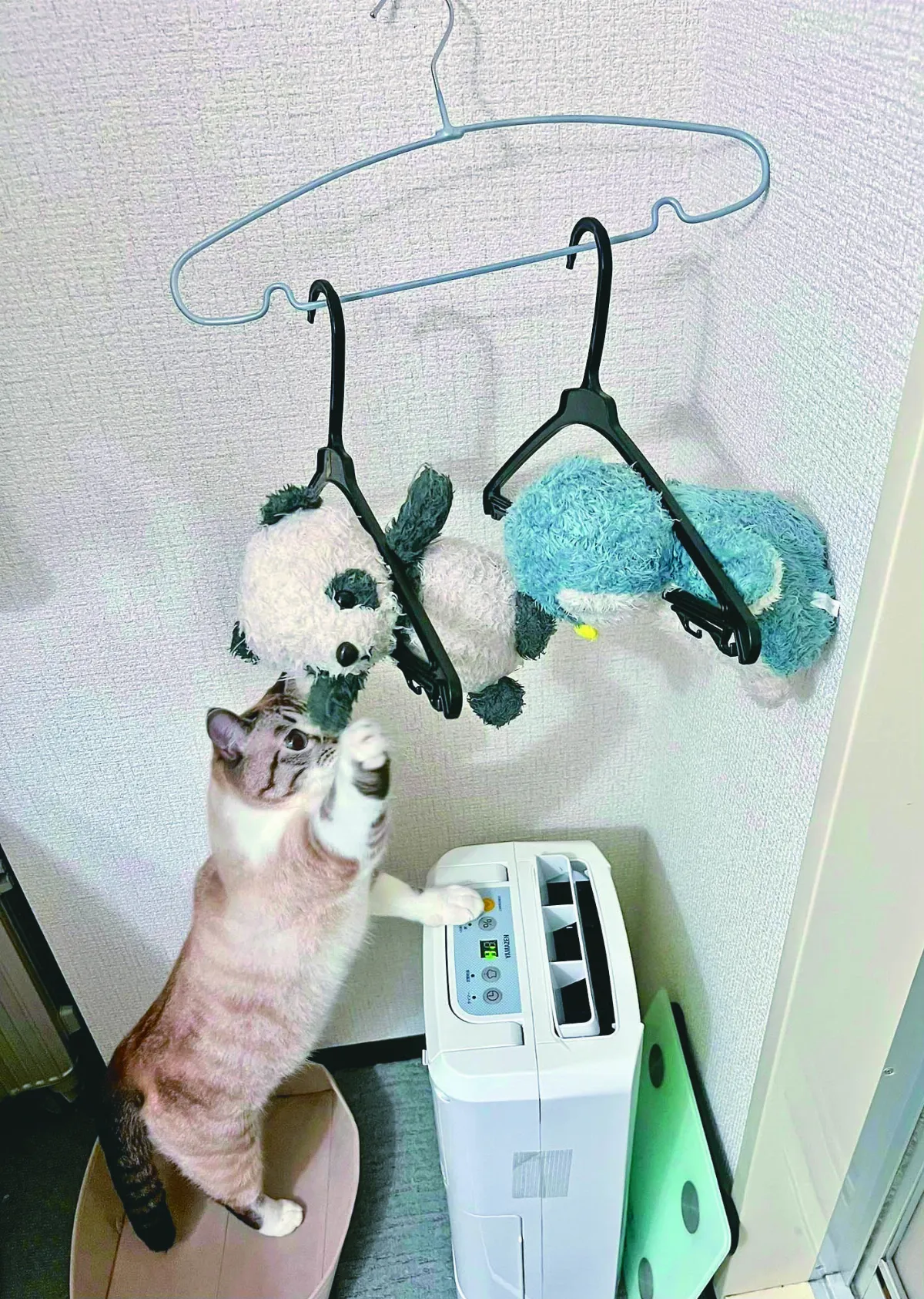 貓見心愛玩偶掛衣架 急伸爪救援