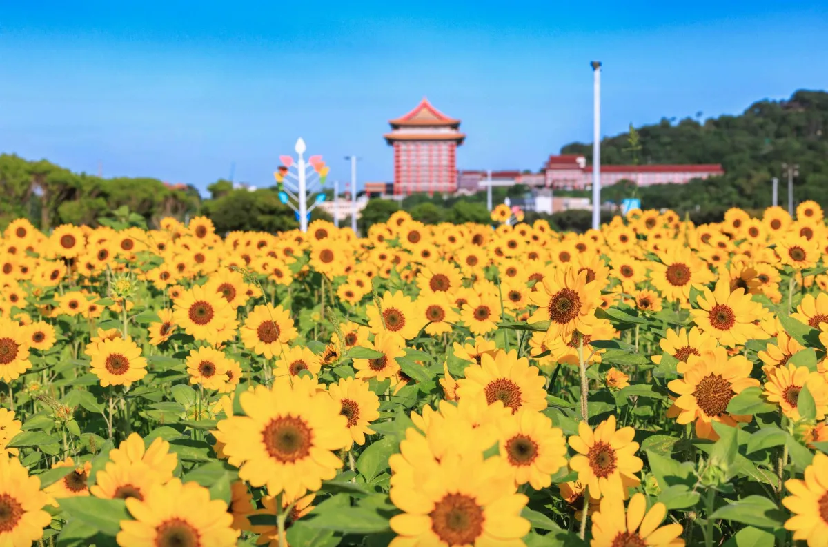北市大佳河濱向日葵花海 賞花期估至9月底