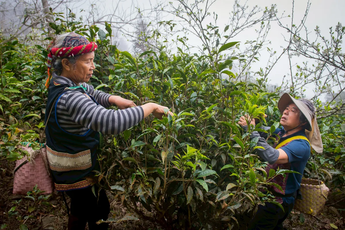 哈娜谷孕育多層次風味山茶 摘世界綠茶賽雙金