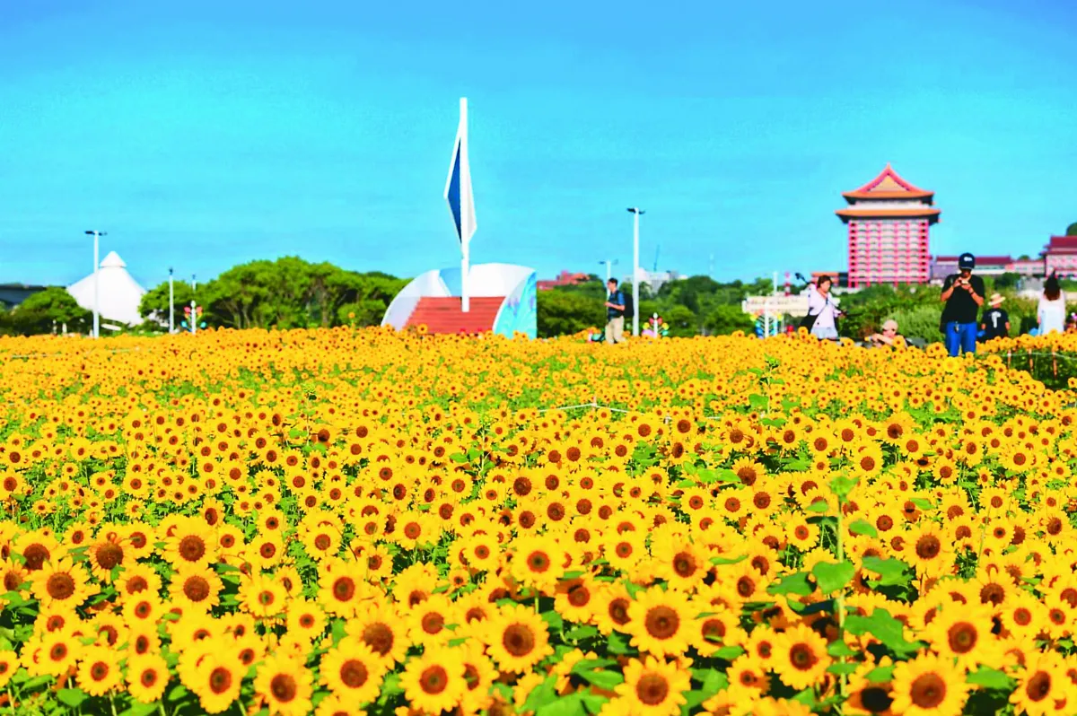 大佳河濱 向日葵盛開