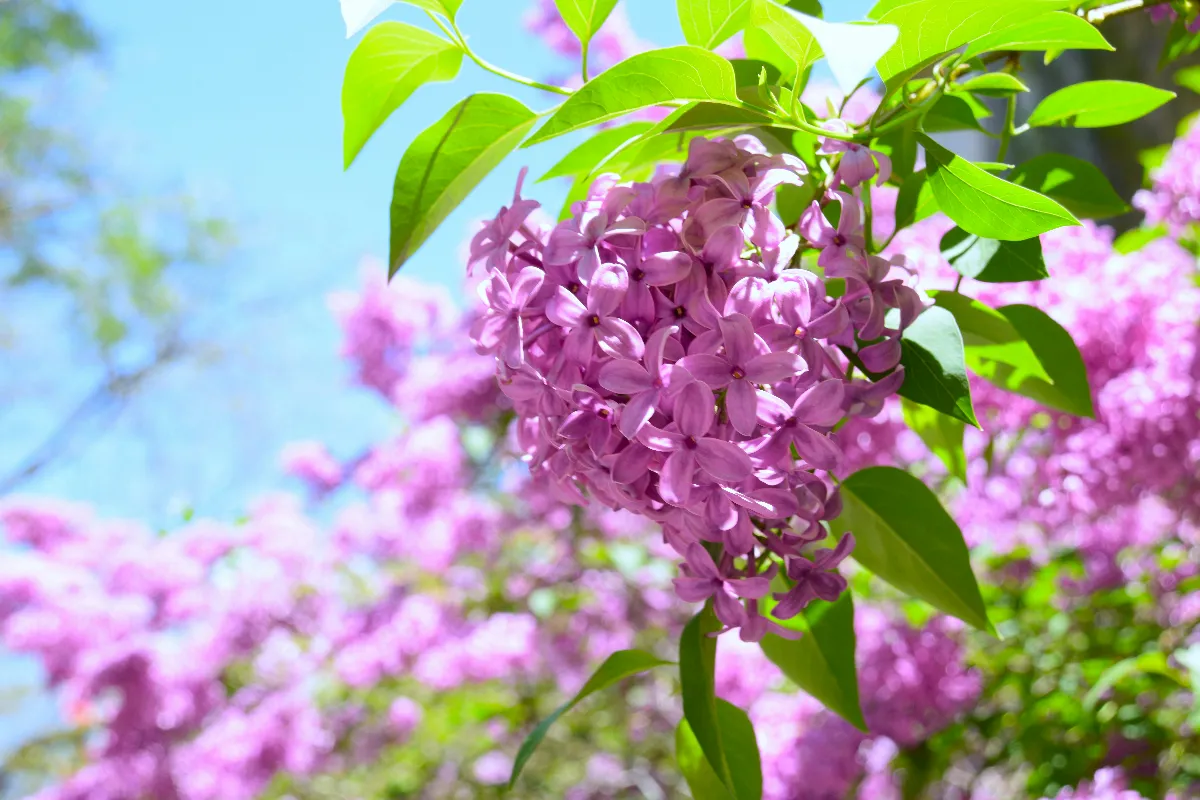 丁香與葵花