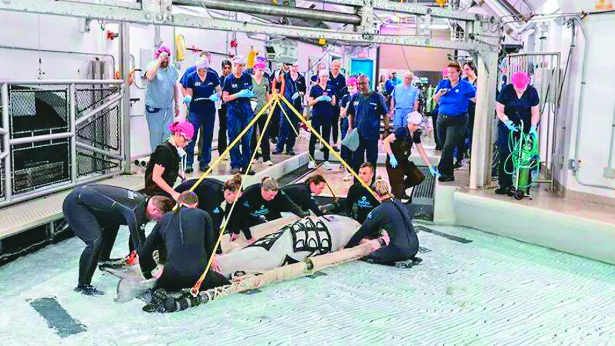 史上首例 接受全身麻醉手術 白鯨成功甦醒