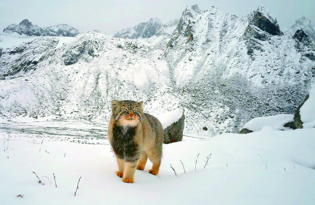罕見兔猻  現蹤印度4992公尺高山