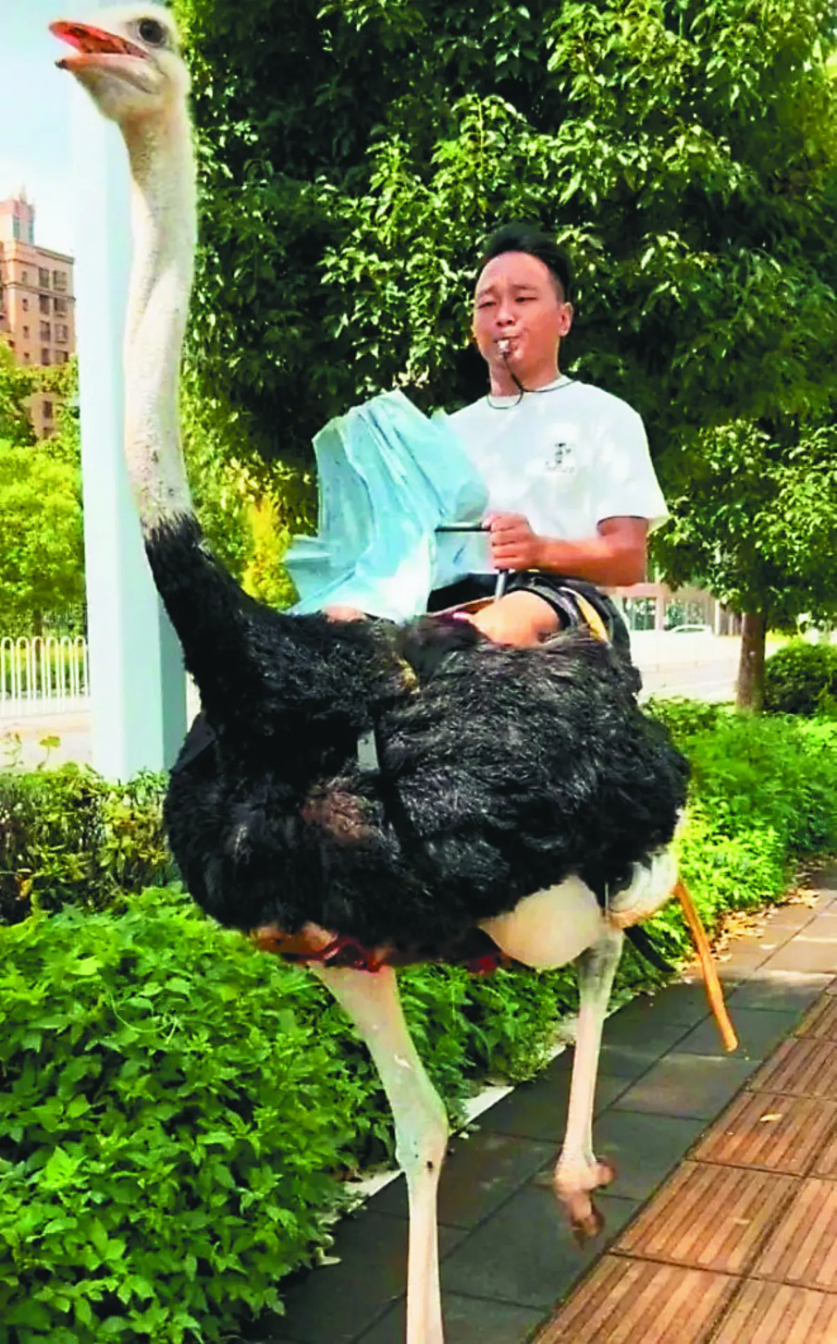 男子騎鴕鳥代步 時速達80公里
