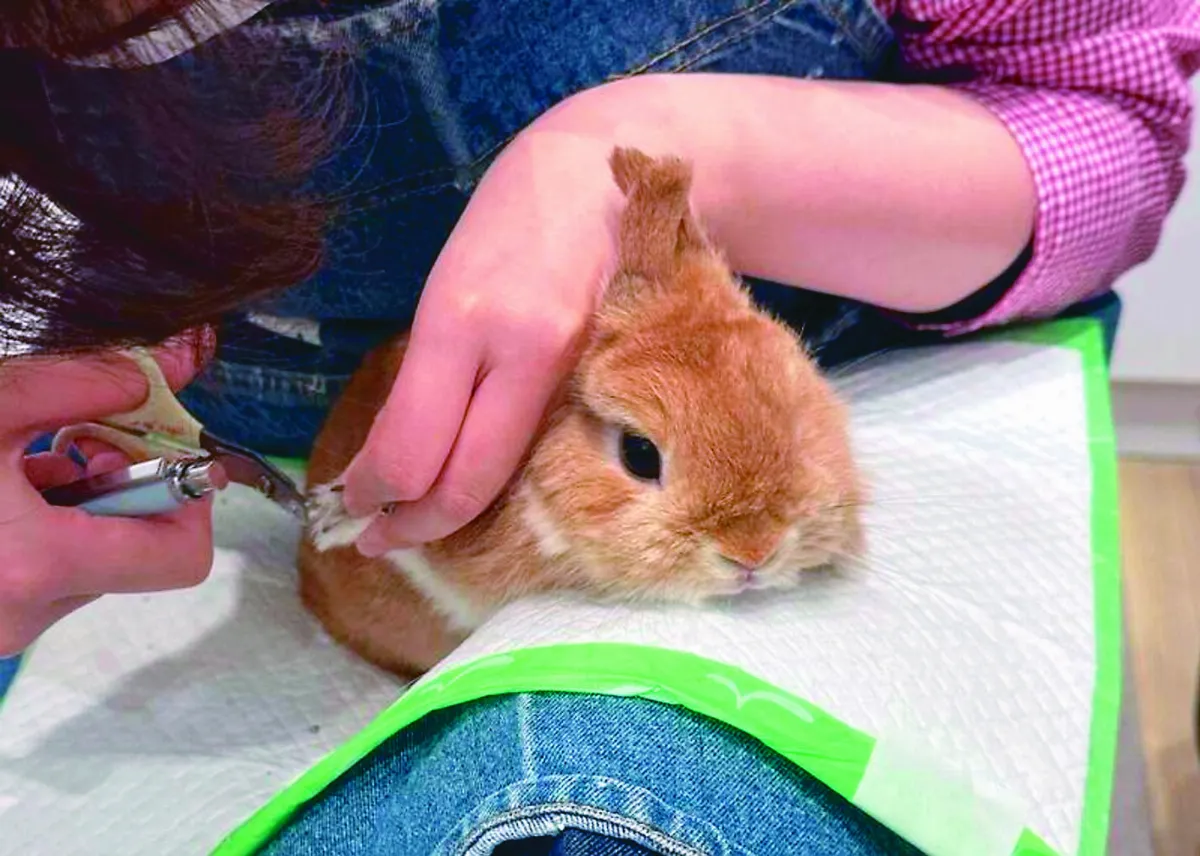 兔兔拒剪趾甲 雙耳比X萌翻網友