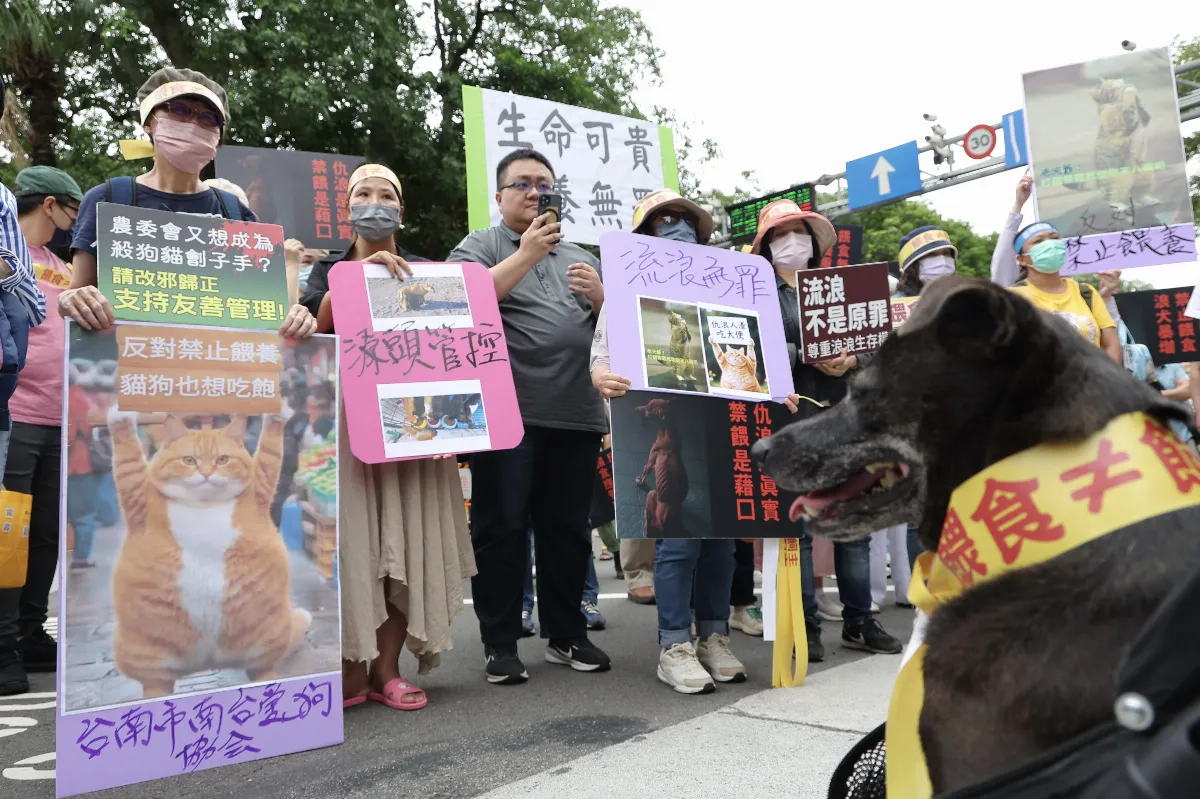 禁餵流浪犬貓入法？ 農業部：需研議凝共識