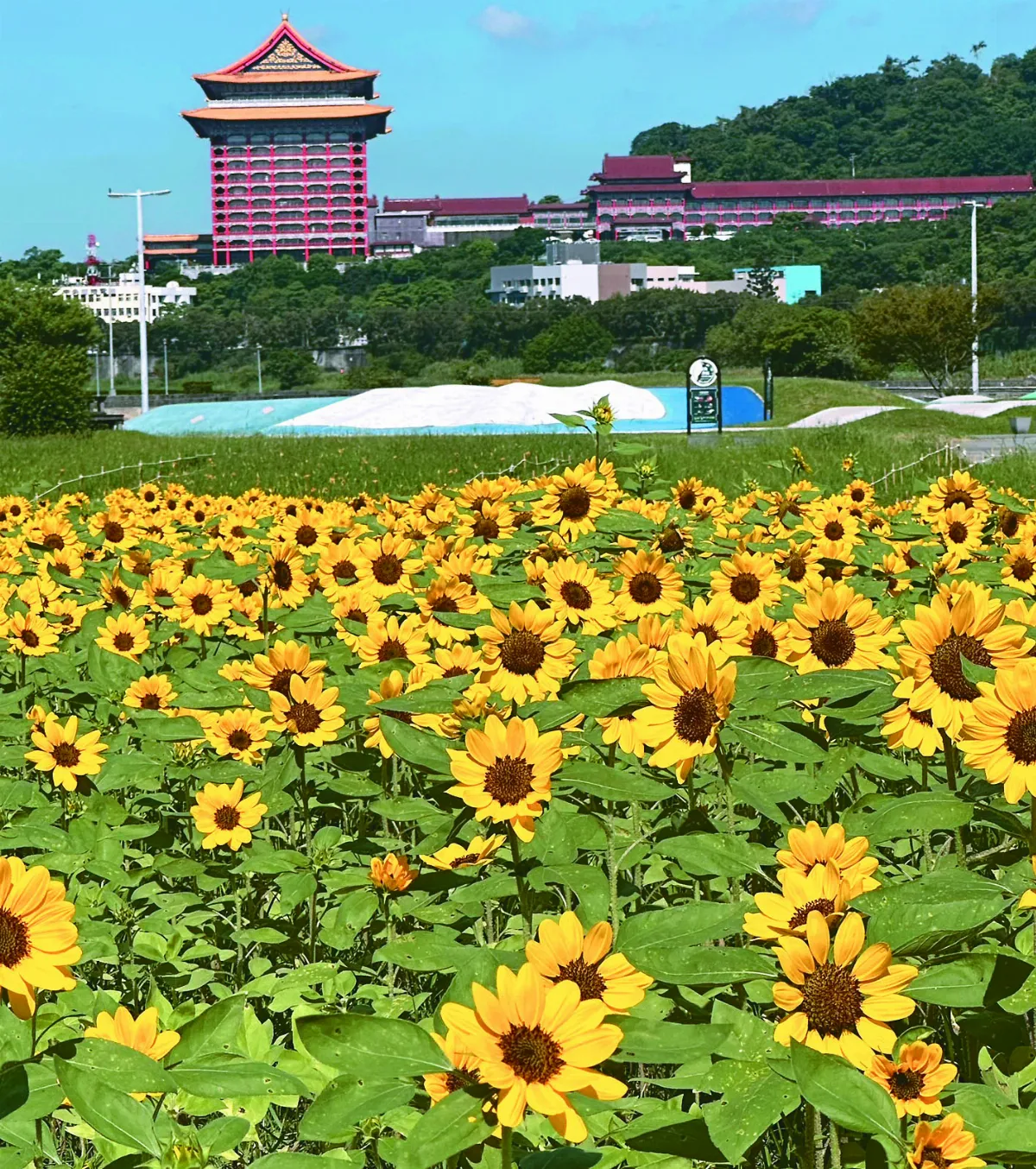【植感生活】光的舞者