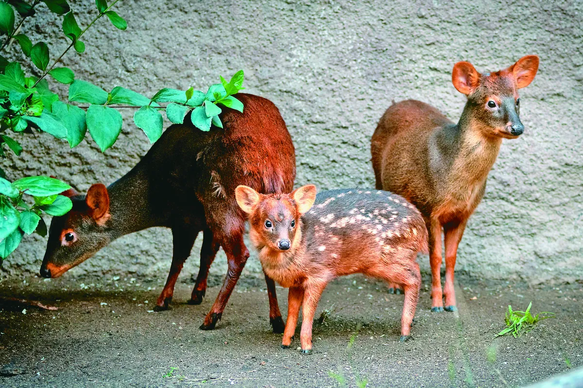 會標記勢力範圍