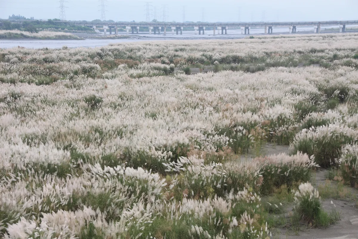 銀白花海現身濁水溪 菅芒花盛開迎秋意