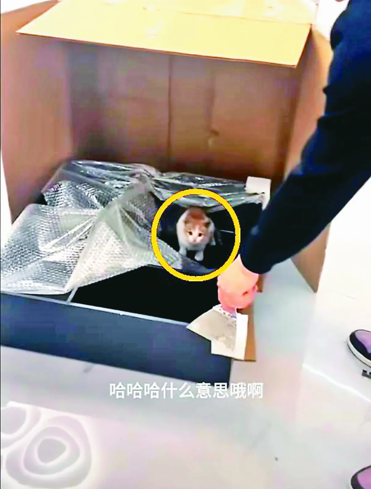 網購家具內藏奶貓  暖心收編