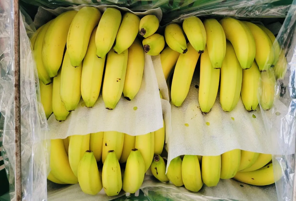 蕉農憂價格走低 旗山農會：收購製成果乾加值