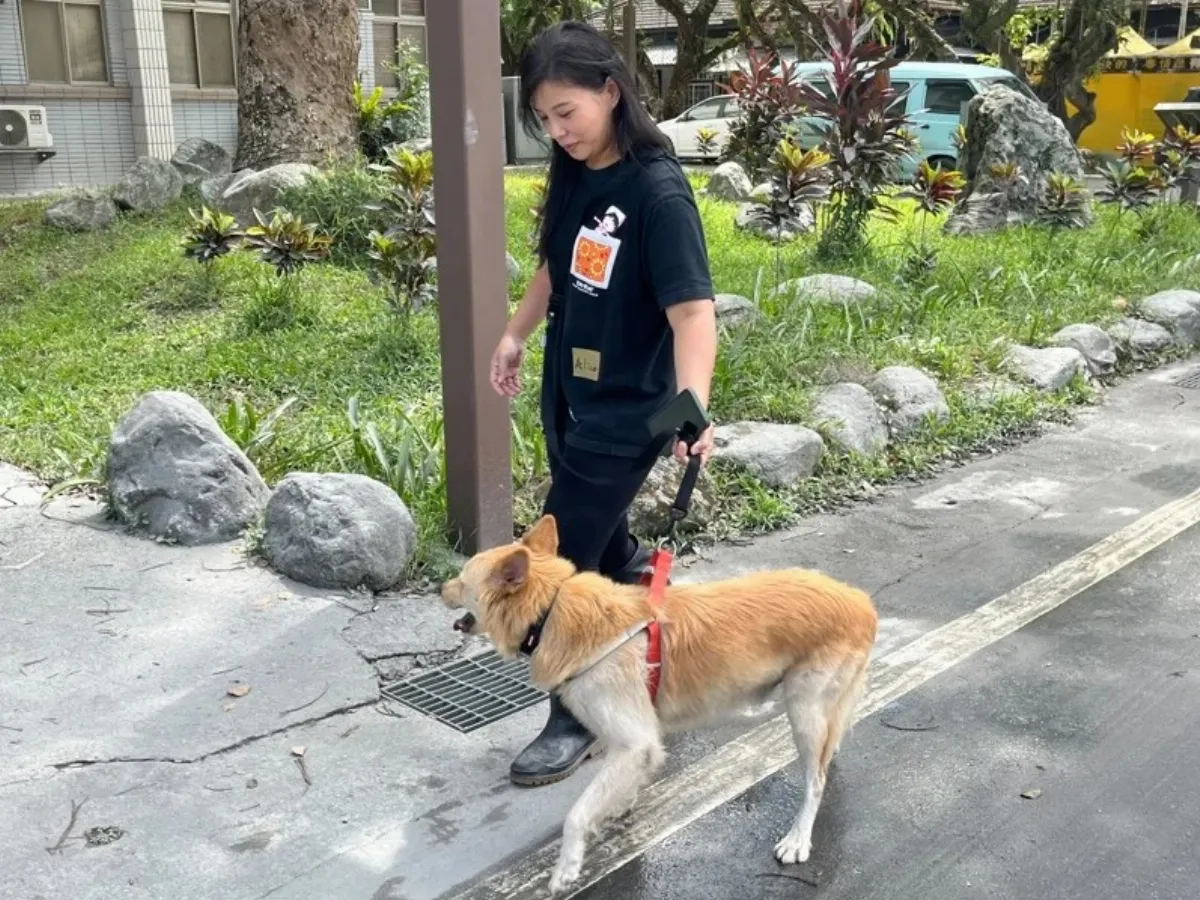 上百隻貓狗成光復鄉「災民」 獸醫召集義工全天候照護