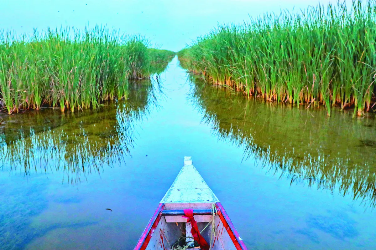 全球溼地流失 經濟損失難彌補