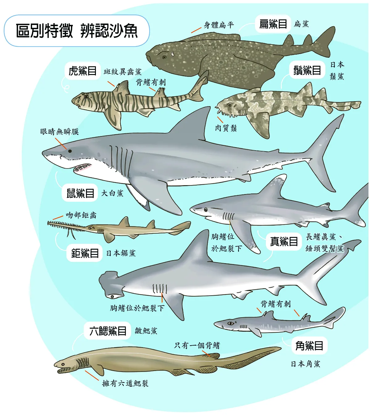【玉子手札】沙魚身體小解密