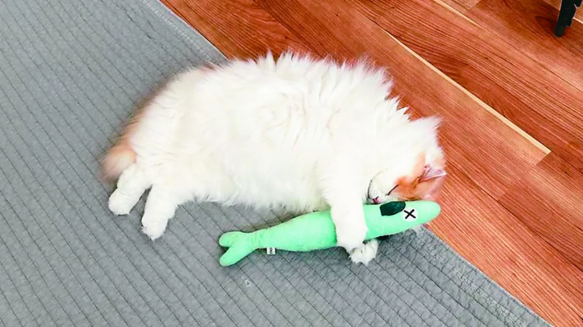 識破飼主想丟布偶 貓咪睡覺也緊抱