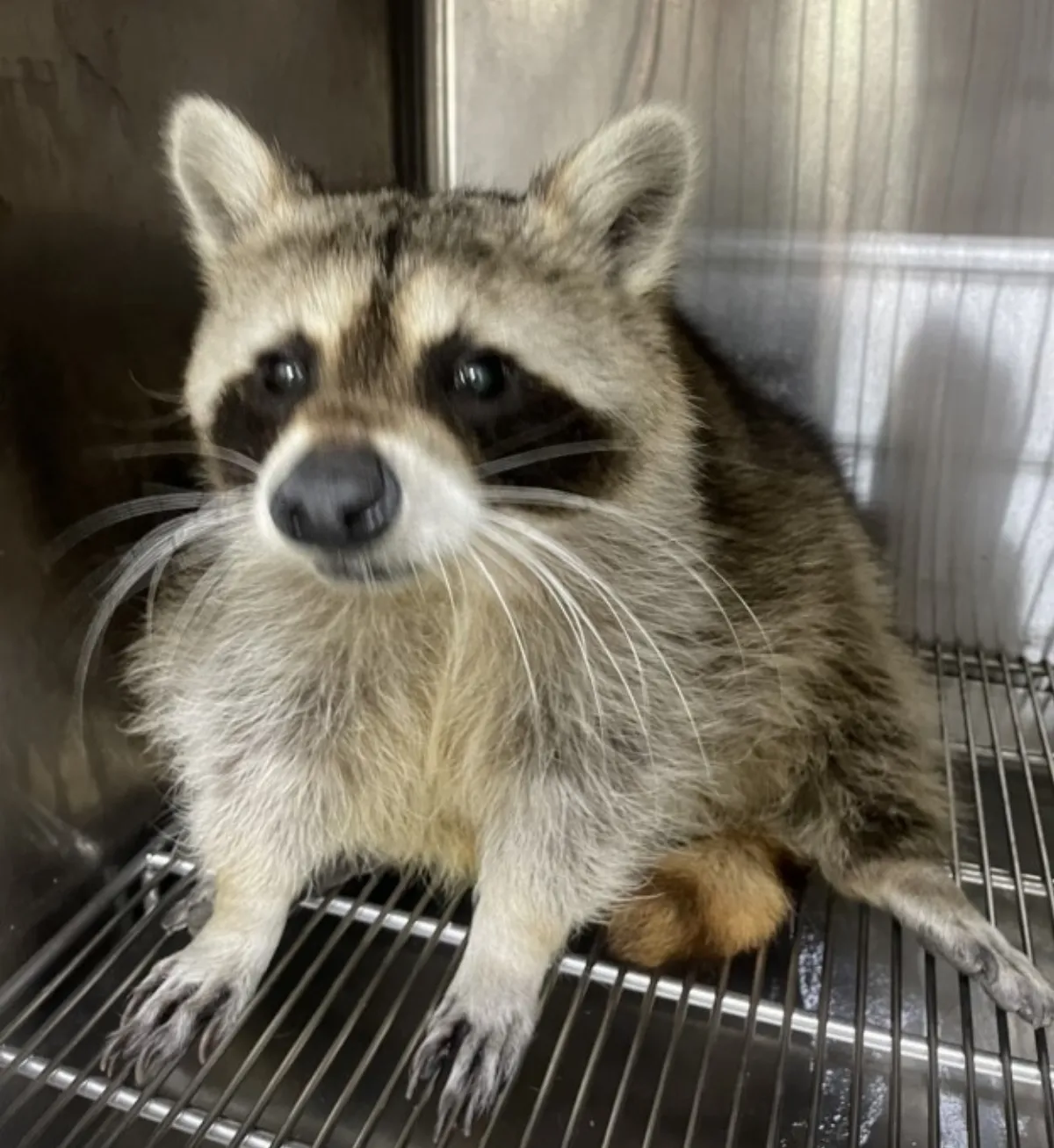 禁止家庭飼養動物名單　擬增浣熊、河口鱷及2毒蛇