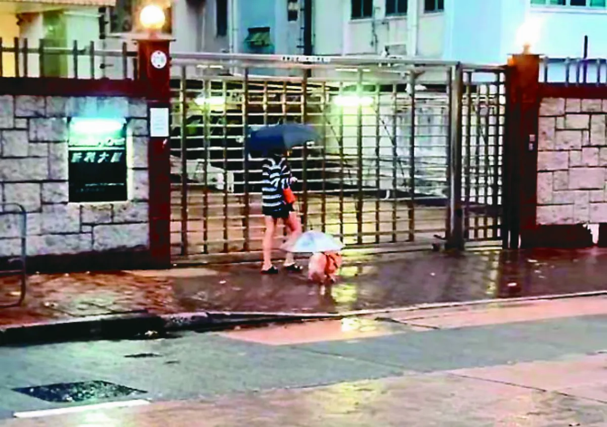 飼主巧思 雨天讓狗撐傘散步