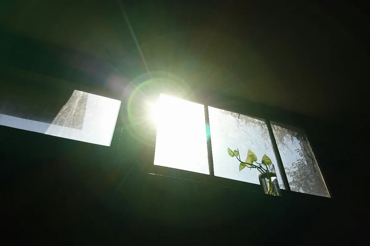 【父親的愛】寄情花語