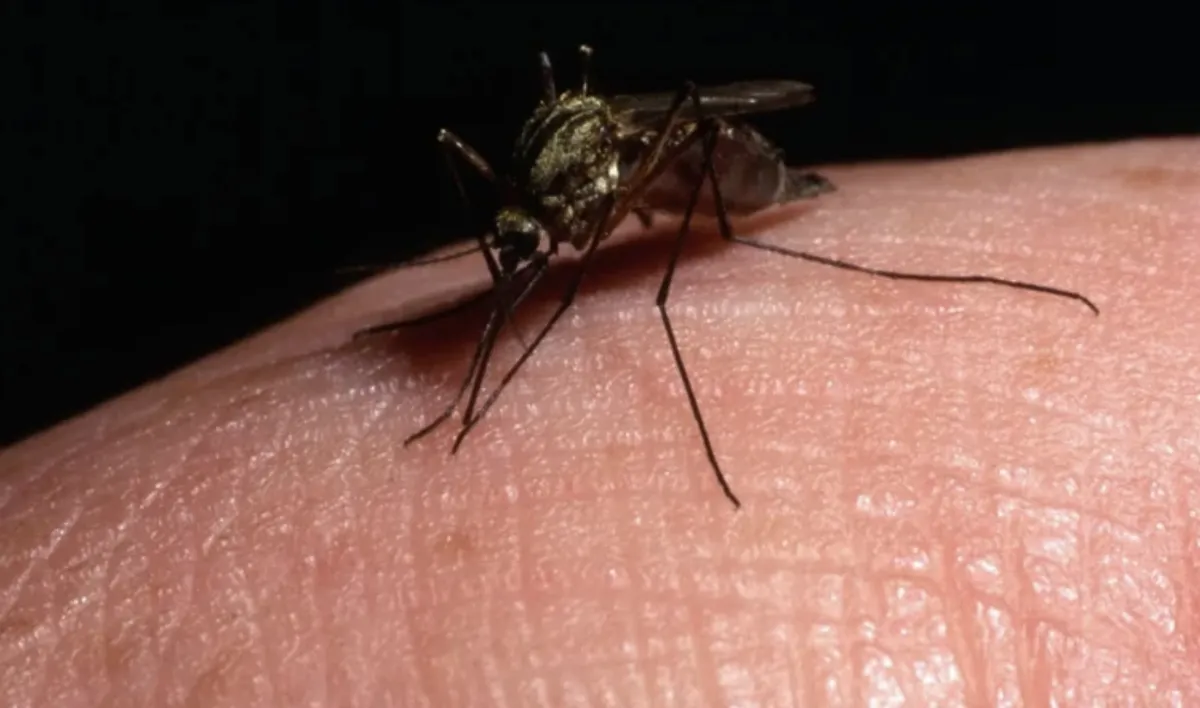  巴西啟用「蚊子工廠」 每周產1.9億隻為對抗登革熱