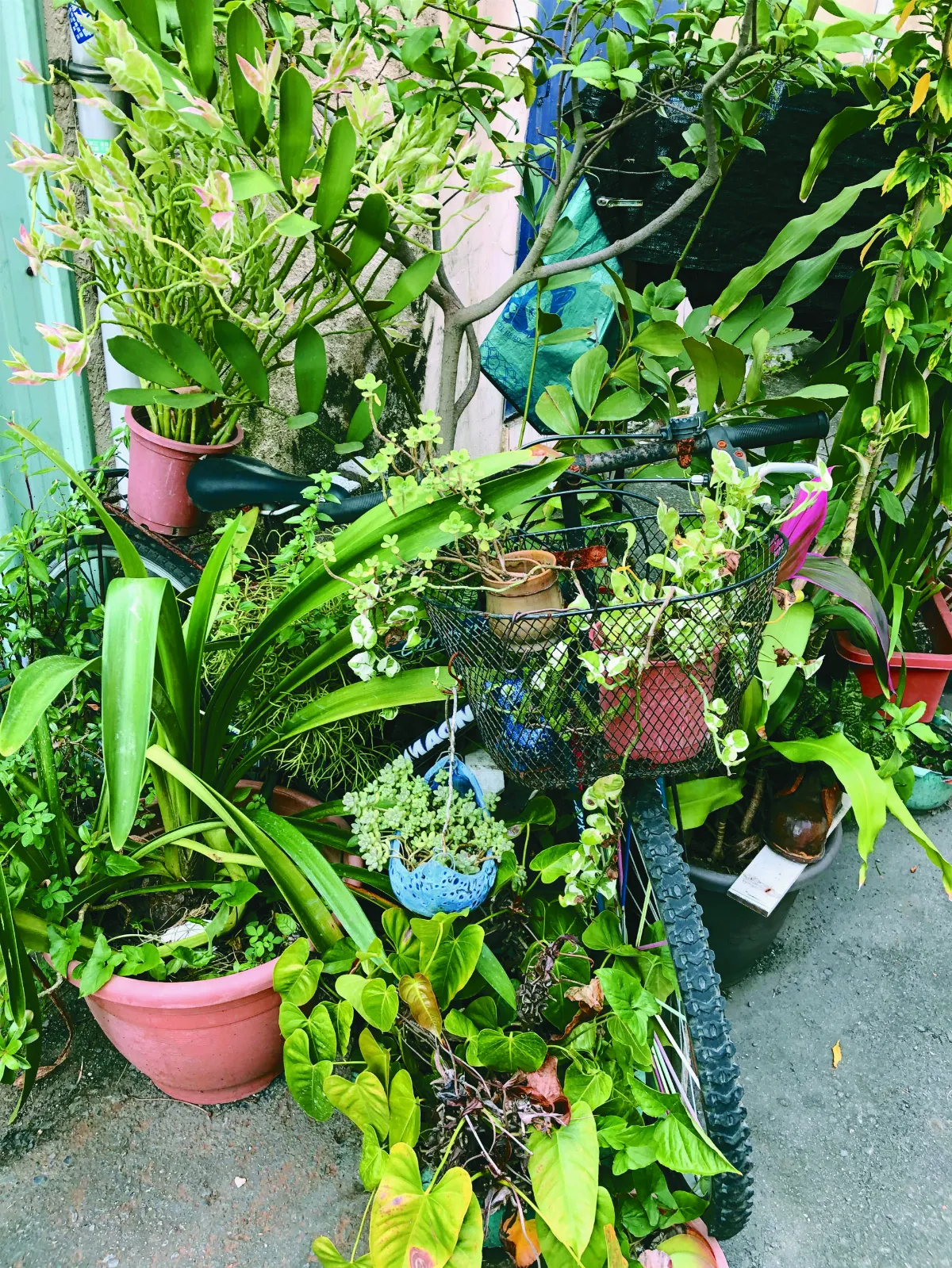 【一舉兩得】綠藝腳踏車