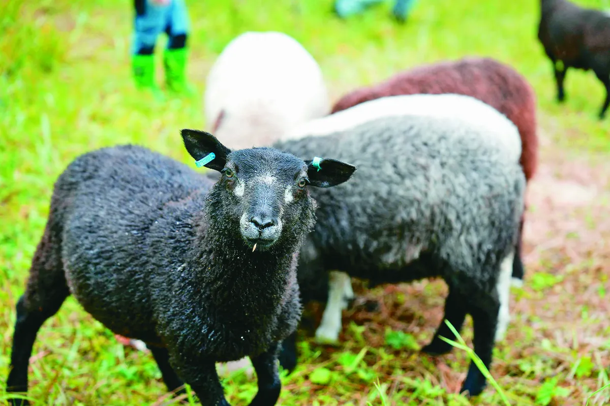 湖光山色好放空 放羊度假風靡芬蘭