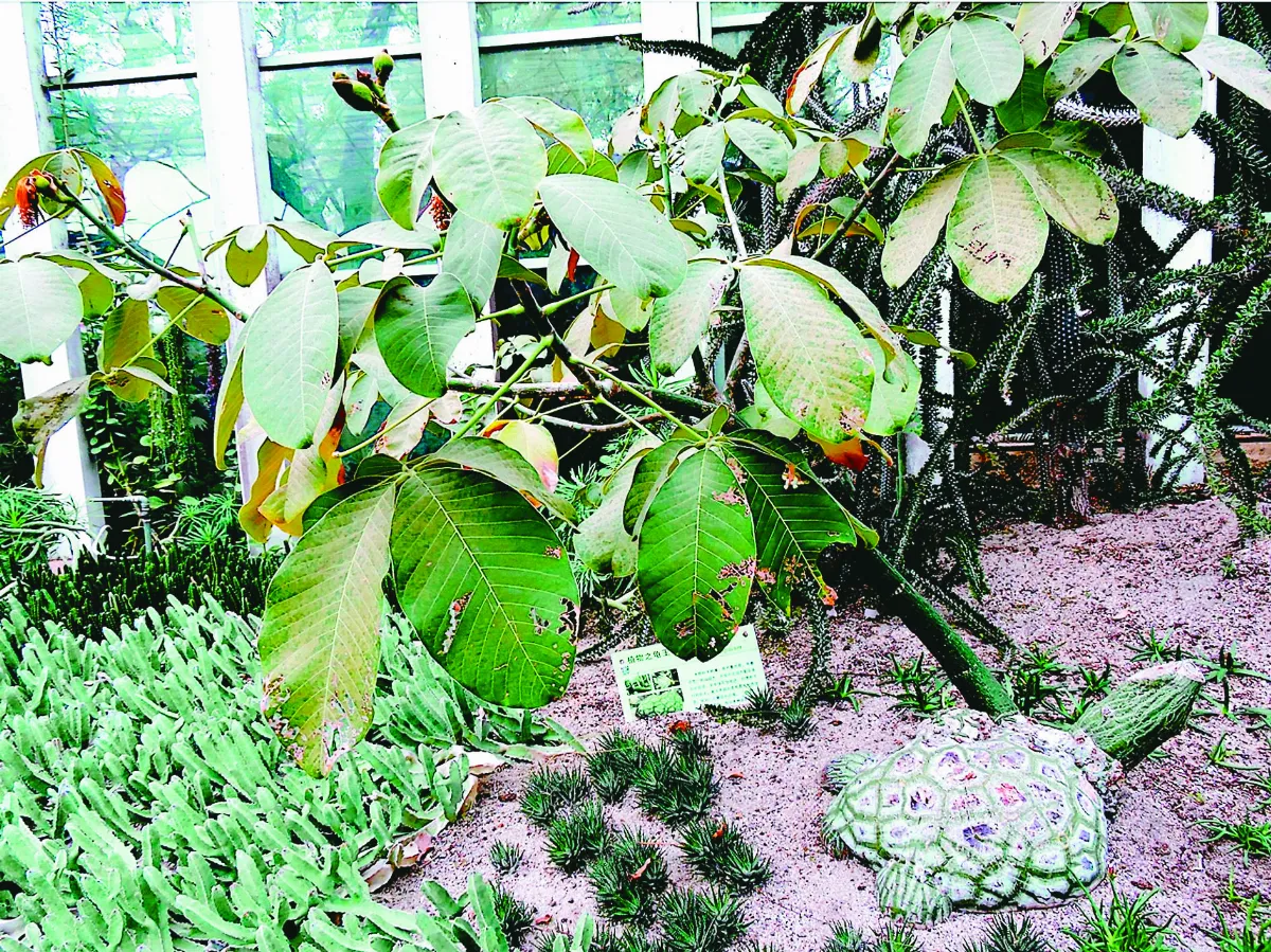 【植感時光】龜紋木棉好吸睛