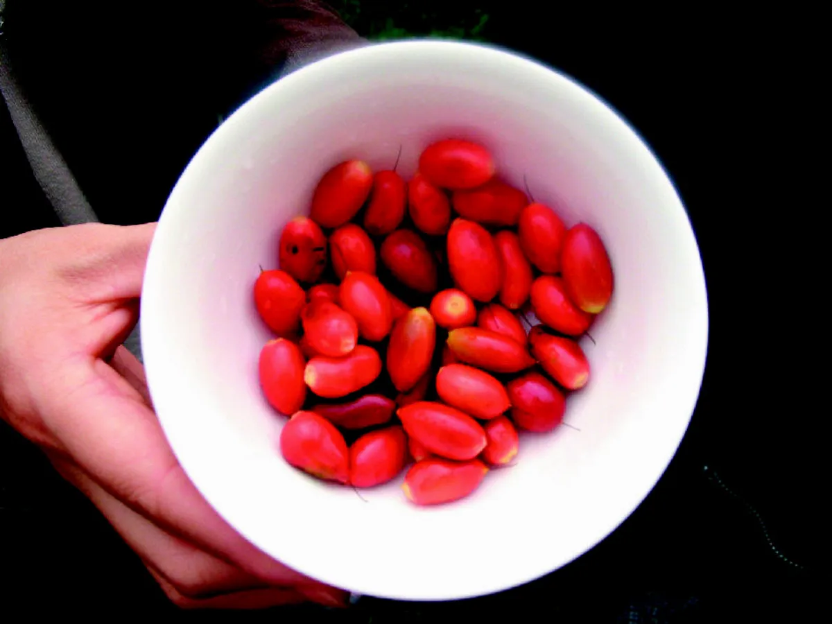 【時食有味】轉酸為甜神祕果