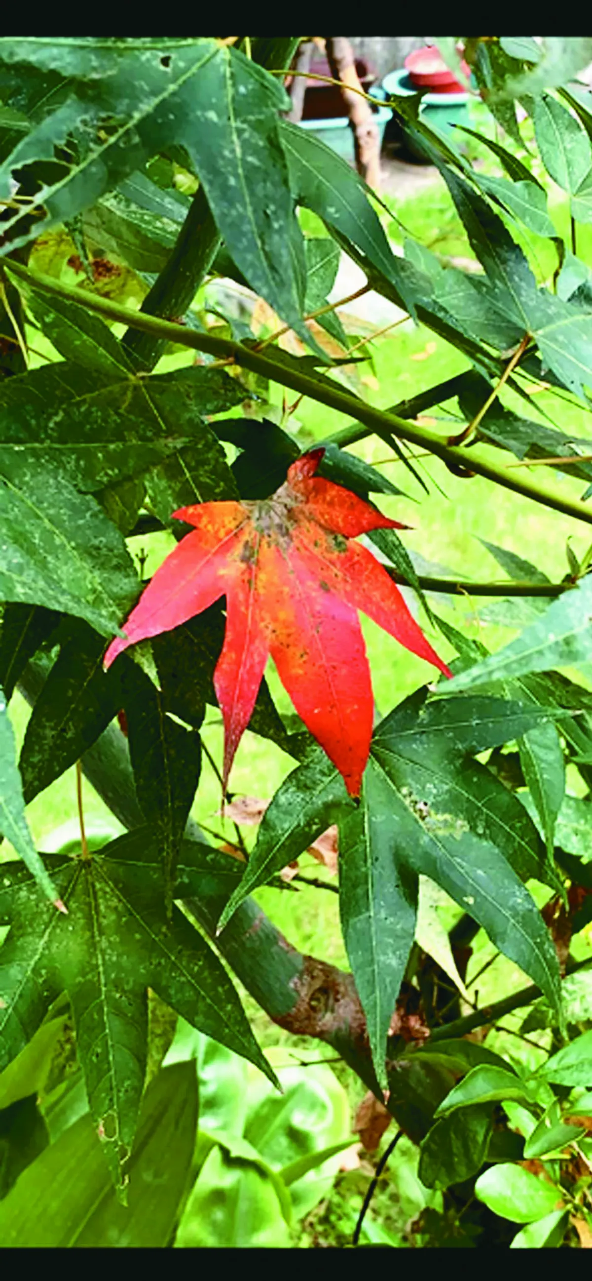 【生活快門】一片楓紅
