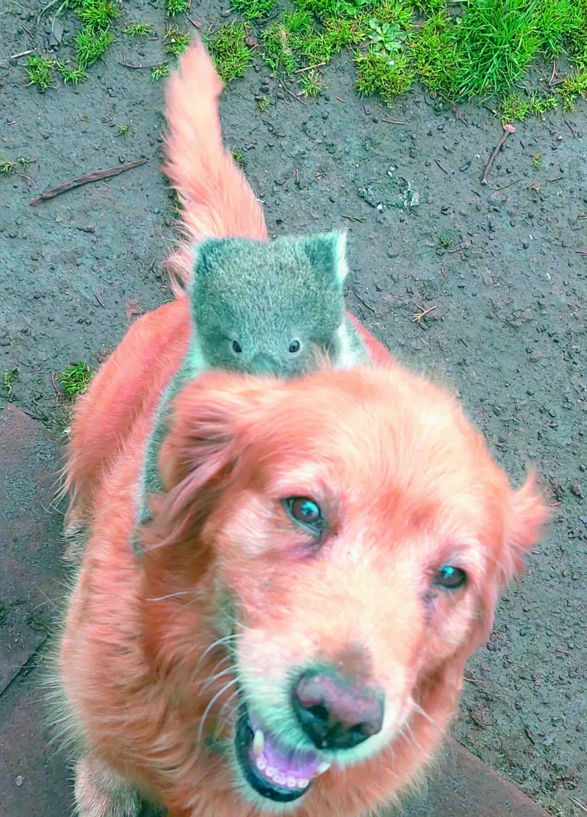 無尾熊寶寶摔下樹 狗狗背起呵護