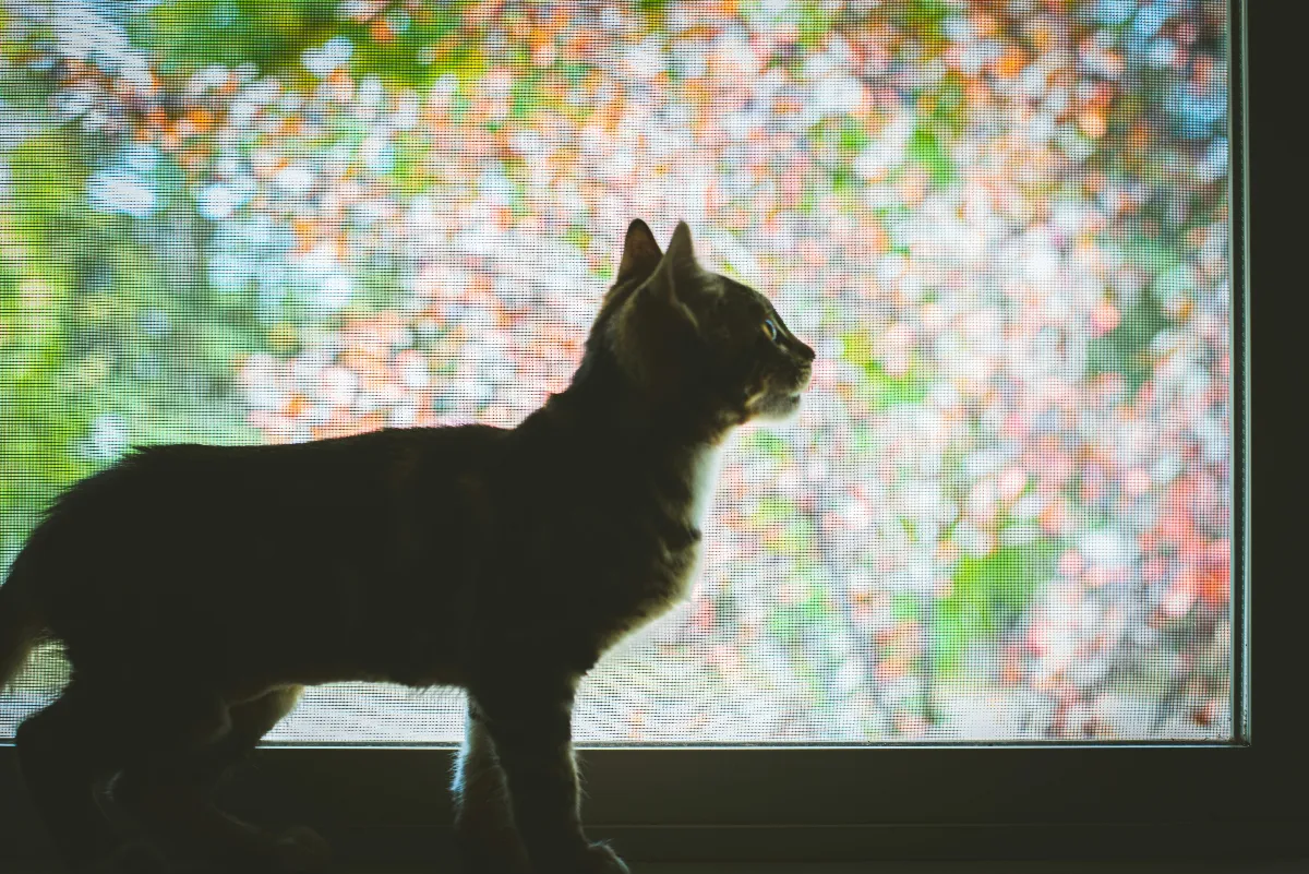 【貓眼看人生】最孤單的一日