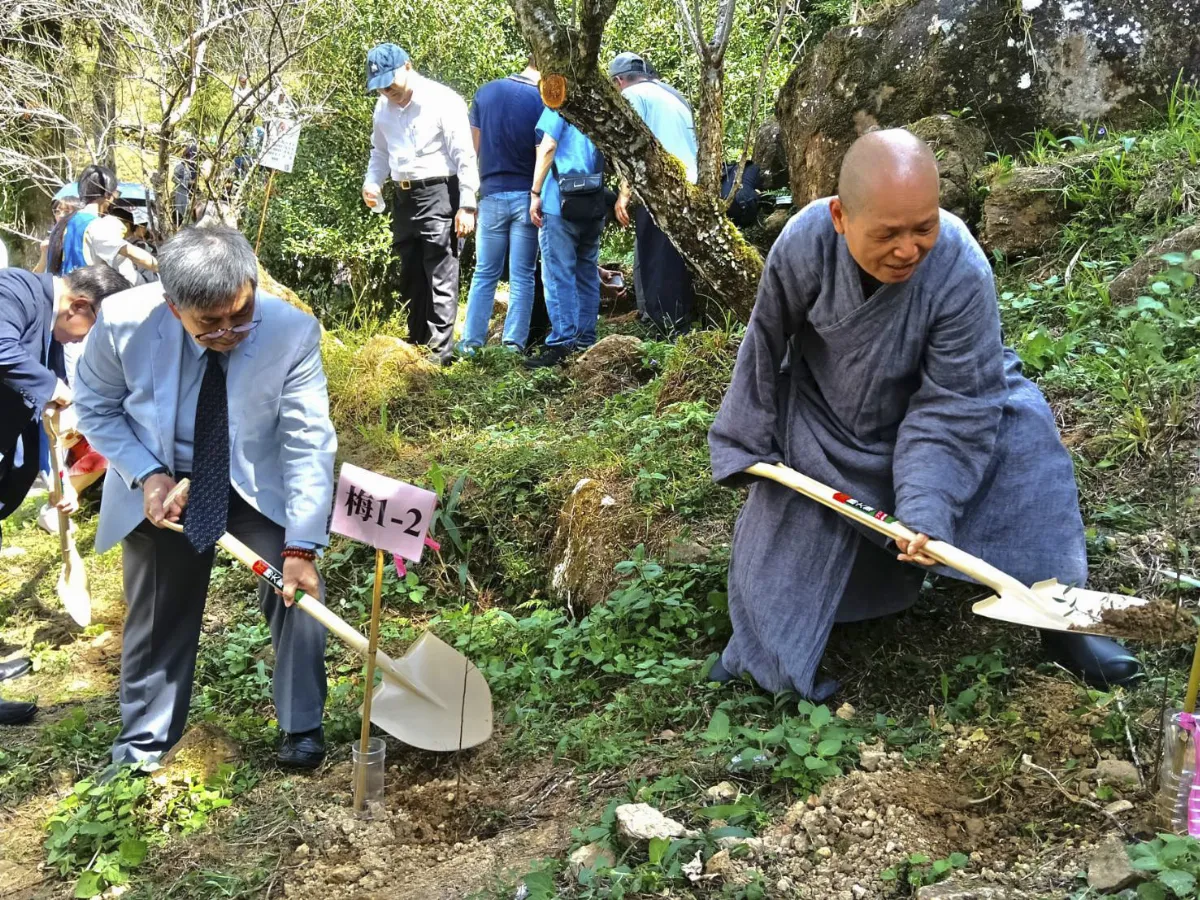 紀念曉雲法師禪寂21周年 華梵師生齊植二代梅