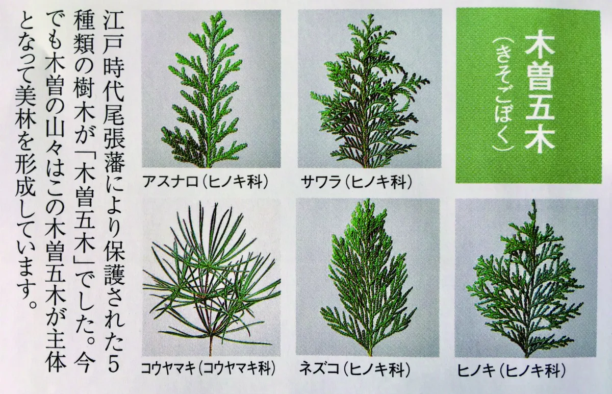 【印象旅人】木曾五木護樹典故